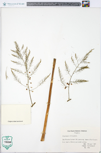 Asparagus officinalis image