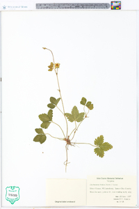 Potentilla indica image