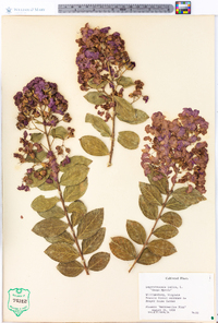 Lagerstroemia indica image