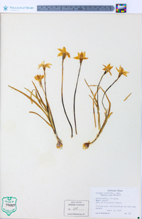 Ipheion uniflorum image