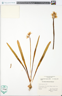 Hyacinthoides hispanica image