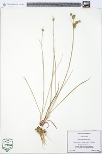 Juncus scirpoides image