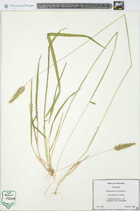 Anthoxanthum odoratum image