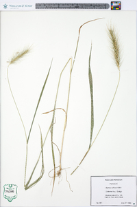 Elymus villosus image