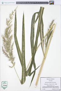 Echinochloa walteri image