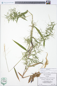 Dichanthelium strigosum var. strigosum image