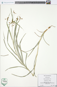 Scirpus polyphyllus image