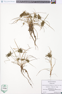 Cyperus polystachyos var. texensis image