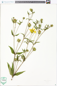 Silphium asteriscus var. trifoliatum image