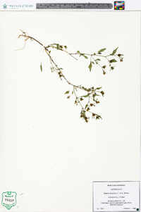 Bidens discoidea image