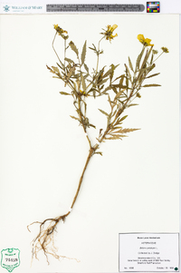 Bidens polylepis image