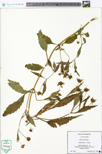 Bidens tripartita image