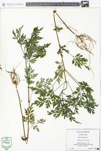 Bidens bipinnata image