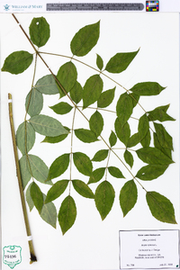 Aralia spinosa image