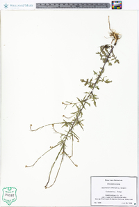 Sisymbrium officinale image