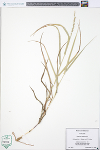 Panicum amarum image