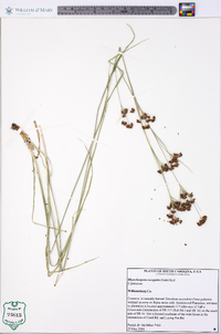 Rhynchospora recognita image