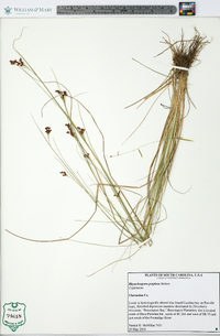 Rhynchospora perplexa image