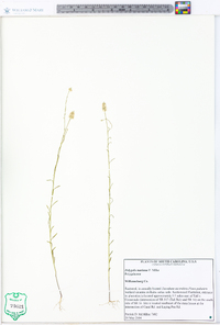 Polygala mariana image