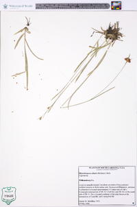 Rhynchospora ciliaris image