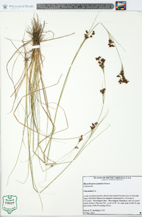 Rhynchospora perplexa image