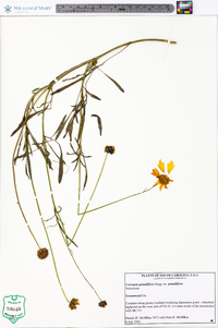 Coreopsis grandiflora image