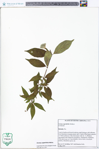 Cornus asperifolia image