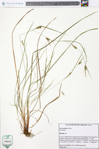 Carex godfreyi image