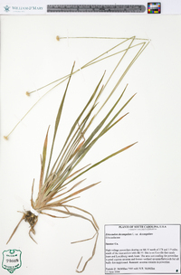 Eriocaulon decangulare var. decangulare image