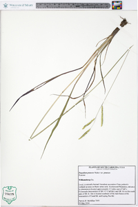 Paspalum praecox image