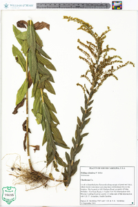 Solidago fistulosa image