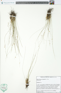 Rhynchospora oligantha image