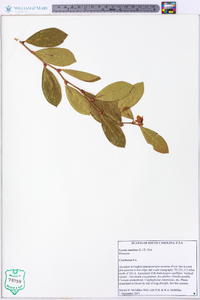 Lyonia mariana image