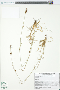 Rhynchospora globularis image