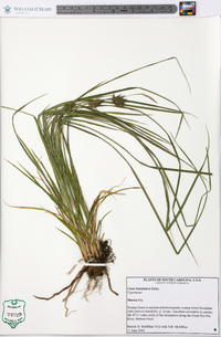 Carex louisianica image