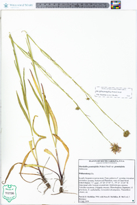 Marshallia graminifolia image