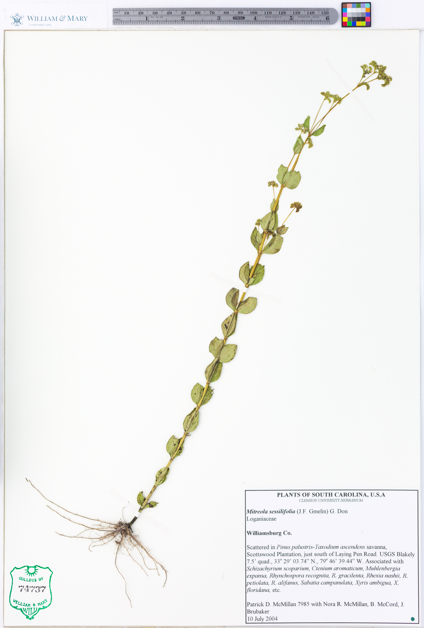 Mitreola sessilifolia image