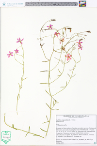 Sabatia campanulata image