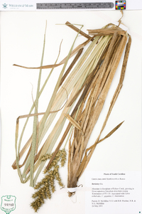 Carex crus-corvi image