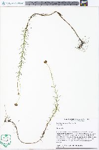 Sclerolepis uniflora image