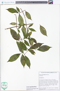 Cornus asperifolia image