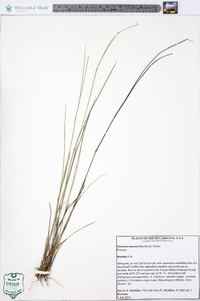 Panicum tenerum image