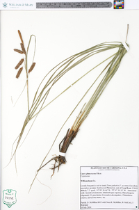 Carex glaucescens image