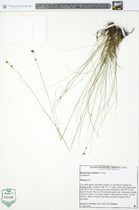 Rhynchospora filifolia image