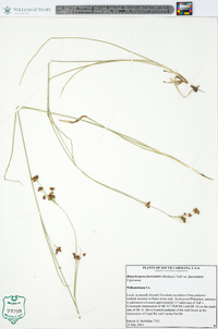 Rhynchospora fascicularis var. fascicularis image