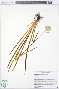 Lachnanthes caroliana image