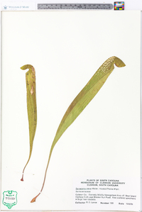 Sarracenia minor image