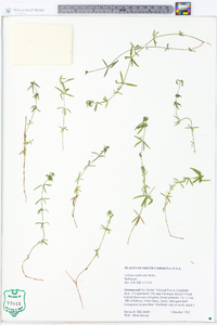 Galium uniflorum image