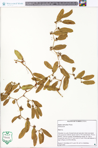 Smilax auriculata image