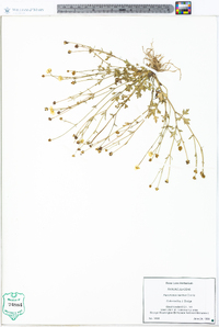 Ranunculus sardous image